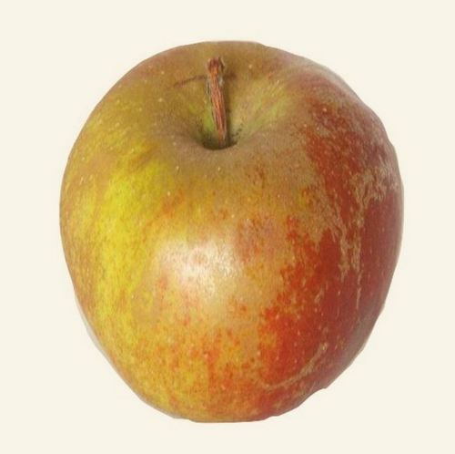 Pomme Louis Leprince Ringuet-iu