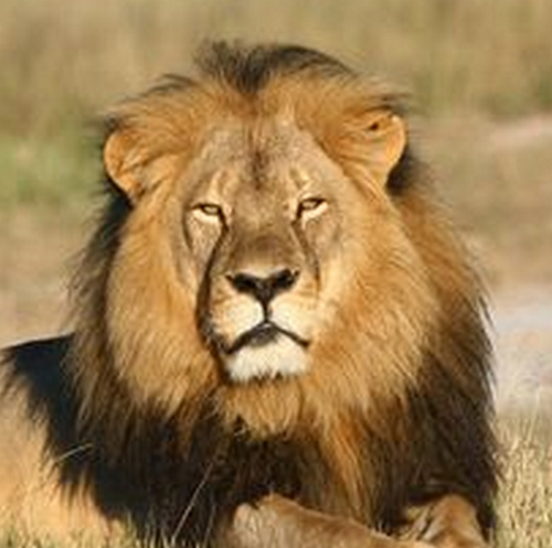 48-Dramaticule-Dramuscule-iu